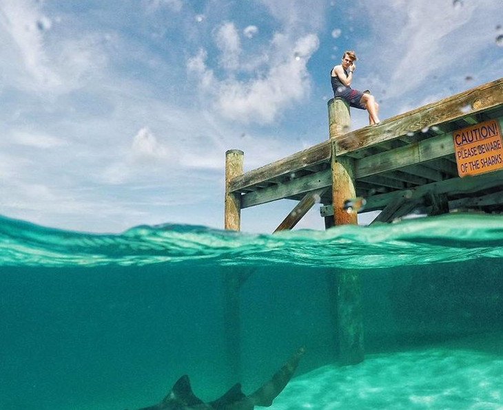 Shapovalov and the shark Shapovalov and the shark