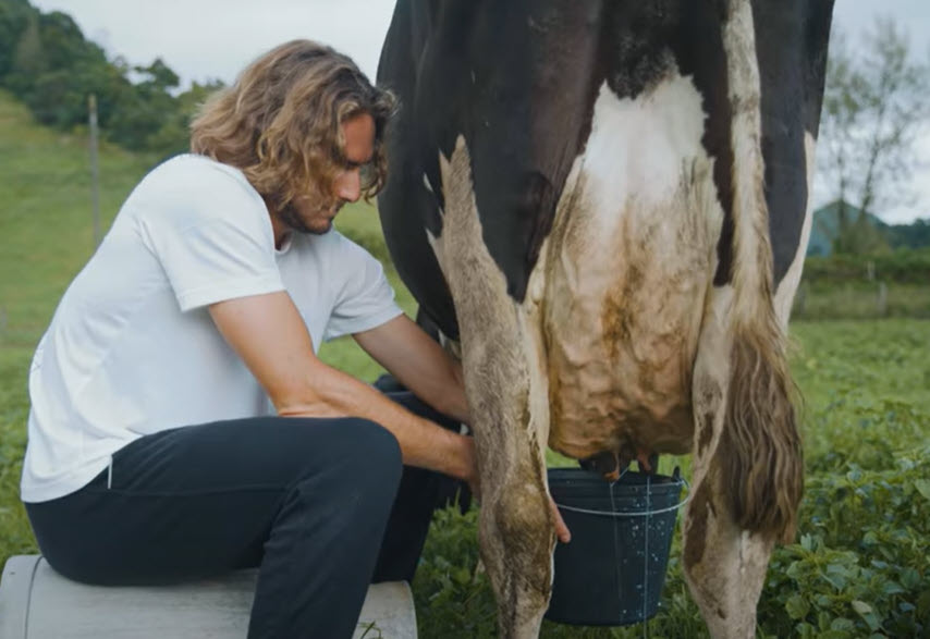Tsitsipas Milking A Cow Tsitsipas Milking A Cow
